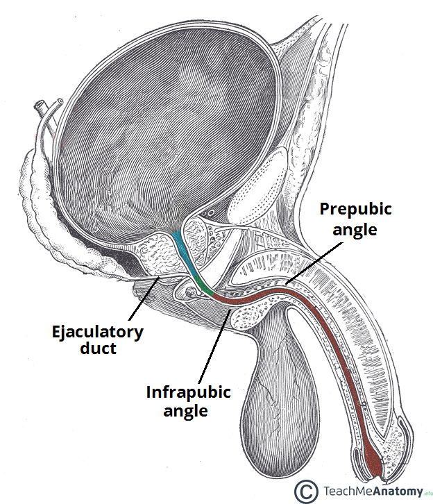 Anatomy of Urethra
