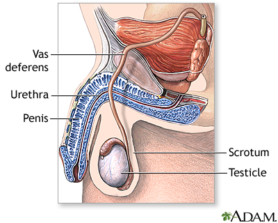 anatomy of a male